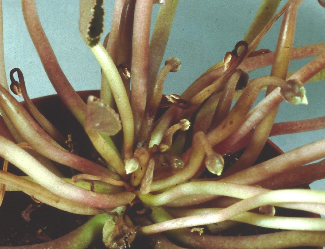 Anthracnose in the growing point. Courtesy and copyright of ADAS Horticulture.